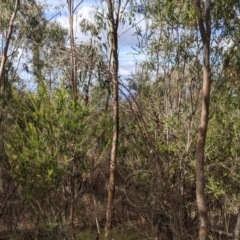 Acacia paradoxa (Kangaroo Thorn) at Albury - 7 Jun 2021 by Darcy