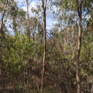 Acacia paradoxa at Nail Can Hill - 7 Jun 2021