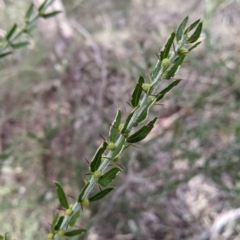 Acacia paradoxa at Nail Can Hill - 7 Jun 2021