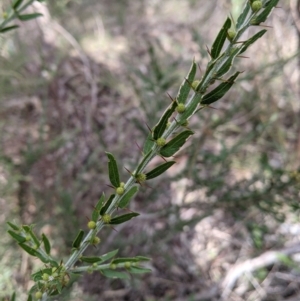 Acacia paradoxa at Nail Can Hill - 7 Jun 2021