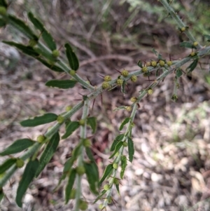 Acacia paradoxa at Nail Can Hill - 7 Jun 2021