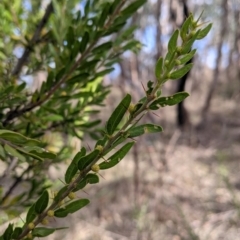 Acacia paradoxa at Nail Can Hill - 7 Jun 2021