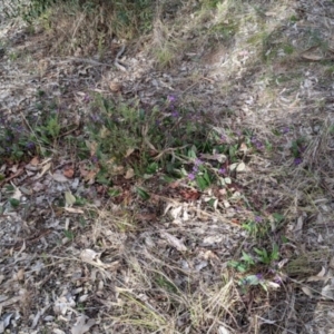 Hardenbergia violacea at Albury - 7 Jun 2021 02:19 PM