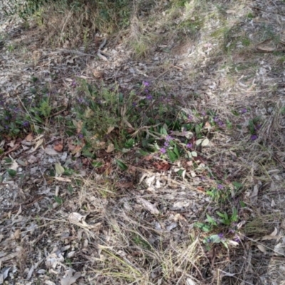 Hardenbergia violacea (False Sarsaparilla) at Nail Can Hill - 7 Jun 2021 by Darcy