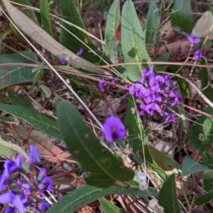 Hardenbergia violacea at Albury - 7 Jun 2021 02:19 PM