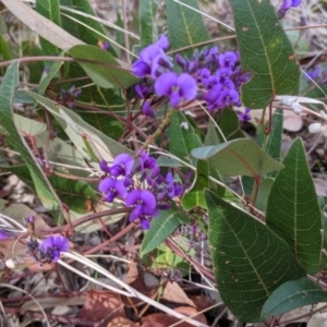 Hardenbergia violacea at Albury - 7 Jun 2021 02:19 PM