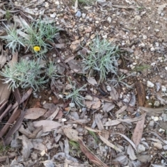 Leucochrysum albicans subsp. albicans (Hoary Sunray) at Albury, NSW - 7 Jun 2021 by Darcy