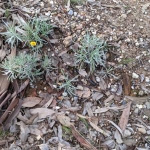 Leucochrysum albicans subsp. albicans at Albury - 7 Jun 2021 02:20 PM