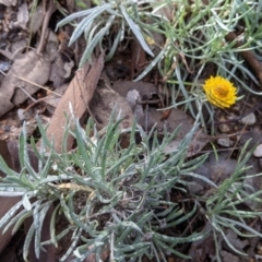 Leucochrysum albicans subsp. albicans at Albury - 7 Jun 2021 02:20 PM