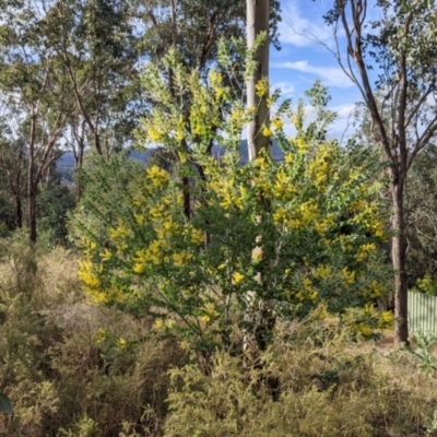 Acacia podalyriifolia (Queensland Silver Wattle) at Albury - 7 Jun 2021 by Darcy