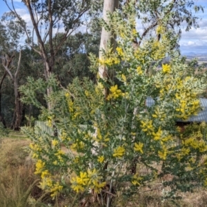 Acacia podalyriifolia at Nail Can Hill - 7 Jun 2021 02:21 PM
