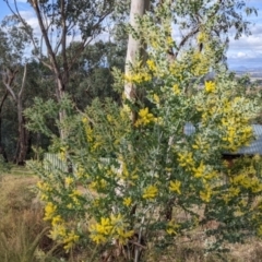 Acacia podalyriifolia at Nail Can Hill - 7 Jun 2021