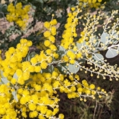 Acacia podalyriifolia at Nail Can Hill - 7 Jun 2021 02:21 PM