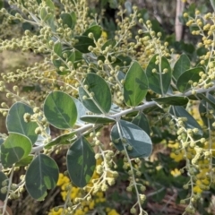 Acacia podalyriifolia at Nail Can Hill - 7 Jun 2021 02:21 PM