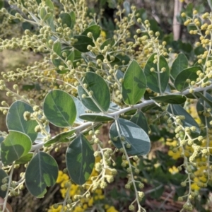 Acacia podalyriifolia at Nail Can Hill - 7 Jun 2021 02:21 PM