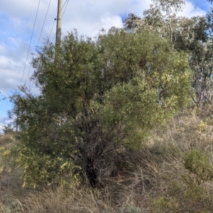 Acacia iteaphylla at Albury, NSW - 7 Jun 2021