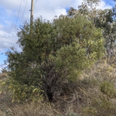 Acacia iteaphylla (Flinders Range Wattle) at Albury - 7 Jun 2021 by Darcy