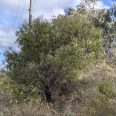 Acacia iteaphylla at Albury, NSW - 7 Jun 2021 02:24 PM