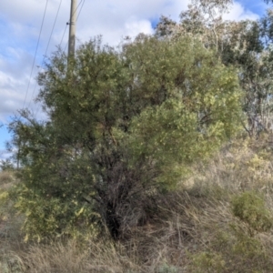 Acacia iteaphylla at Albury, NSW - 7 Jun 2021 02:24 PM