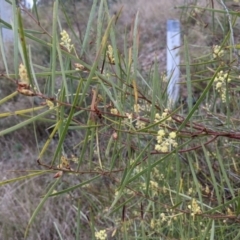 Acacia iteaphylla at Albury, NSW - 7 Jun 2021 02:24 PM