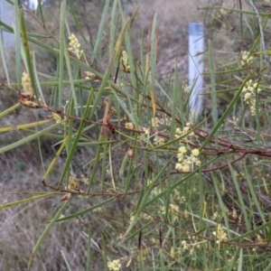 Acacia iteaphylla at Albury, NSW - 7 Jun 2021 02:24 PM