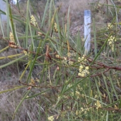 Acacia iteaphylla at Albury, NSW - 7 Jun 2021