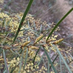 Acacia iteaphylla at Albury, NSW - 7 Jun 2021 02:24 PM