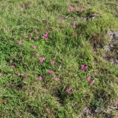 Oxalis purpurea (Large-flower Wood-sorrel) at Albury - 7 Jun 2021 by Darcy