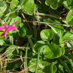 Oxalis purpurea at Glenroy, NSW - 7 Jun 2021 02:26 PM