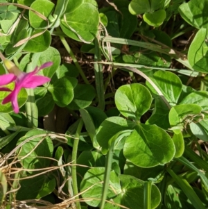 Oxalis purpurea at Glenroy, NSW - 7 Jun 2021 02:26 PM