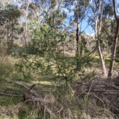 Acacia mearnsii (Black Wattle) at Albury - 7 Jun 2021 by Darcy