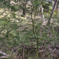 Acacia mearnsii at Glenroy, NSW - 7 Jun 2021 02:28 PM