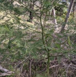 Acacia mearnsii at Glenroy, NSW - 7 Jun 2021 02:28 PM