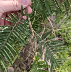 Acacia mearnsii at Glenroy, NSW - 7 Jun 2021 02:28 PM