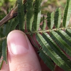 Acacia mearnsii at Glenroy, NSW - 7 Jun 2021 02:28 PM