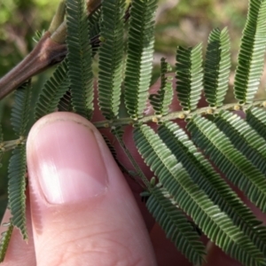 Acacia mearnsii at Glenroy, NSW - 7 Jun 2021