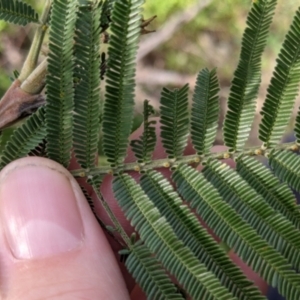 Acacia mearnsii at Glenroy, NSW - 7 Jun 2021 02:28 PM