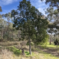 Brachychiton populneus (Kurrajong) at Nail Can Hill - 7 Jun 2021 by Darcy