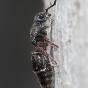 Eurymutilla sp. (genus) at Acton, ACT - 2 Jun 2021