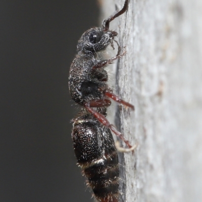 Eurymutilla sp. (genus) (Mutillid wasp or velvet ant) at Acton, ACT - 2 Jun 2021 by TimL