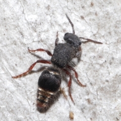 Eurymutilla sp. (genus) at Canberra Central, ACT - 2 Jun 2021