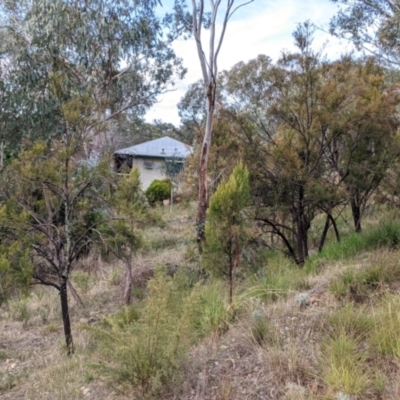 Exocarpos cupressiformis (Cherry Ballart) at Albury - 7 Jun 2021 by Darcy