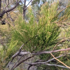 Exocarpos cupressiformis at Glenroy, NSW - 7 Jun 2021 02:31 PM