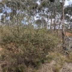 Acacia verniciflua (Varnish Wattle) at Albury - 7 Jun 2021 by Darcy