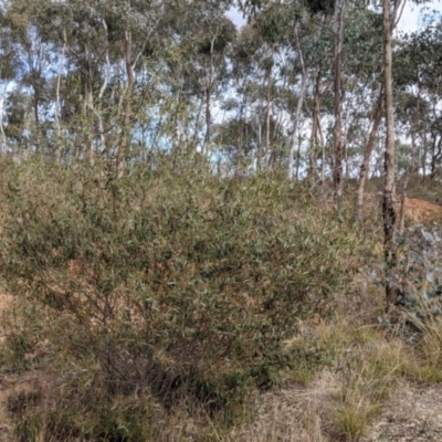 Acacia verniciflua (Varnish Wattle) at Nail Can Hill - 7 Jun 2021 by Darcy