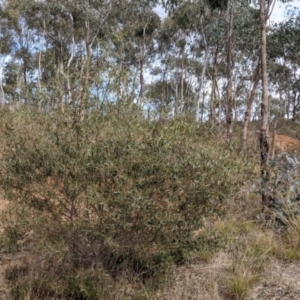 Acacia verniciflua at Glenroy, NSW - 7 Jun 2021
