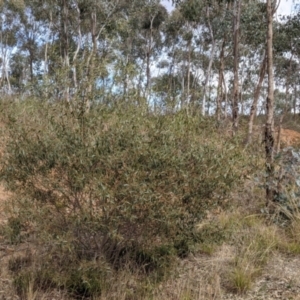 Acacia verniciflua at Glenroy, NSW - 7 Jun 2021