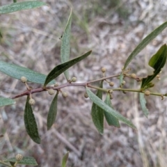 Acacia verniciflua at Glenroy, NSW - 7 Jun 2021 02:34 PM