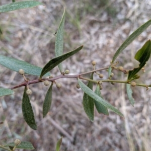 Acacia verniciflua at Glenroy, NSW - 7 Jun 2021 02:34 PM