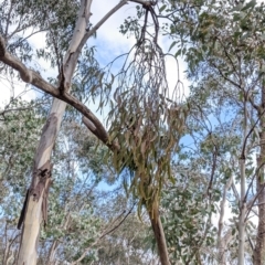 Amyema sp. (Mistletoe) at Nail Can Hill - 7 Jun 2021 by Darcy